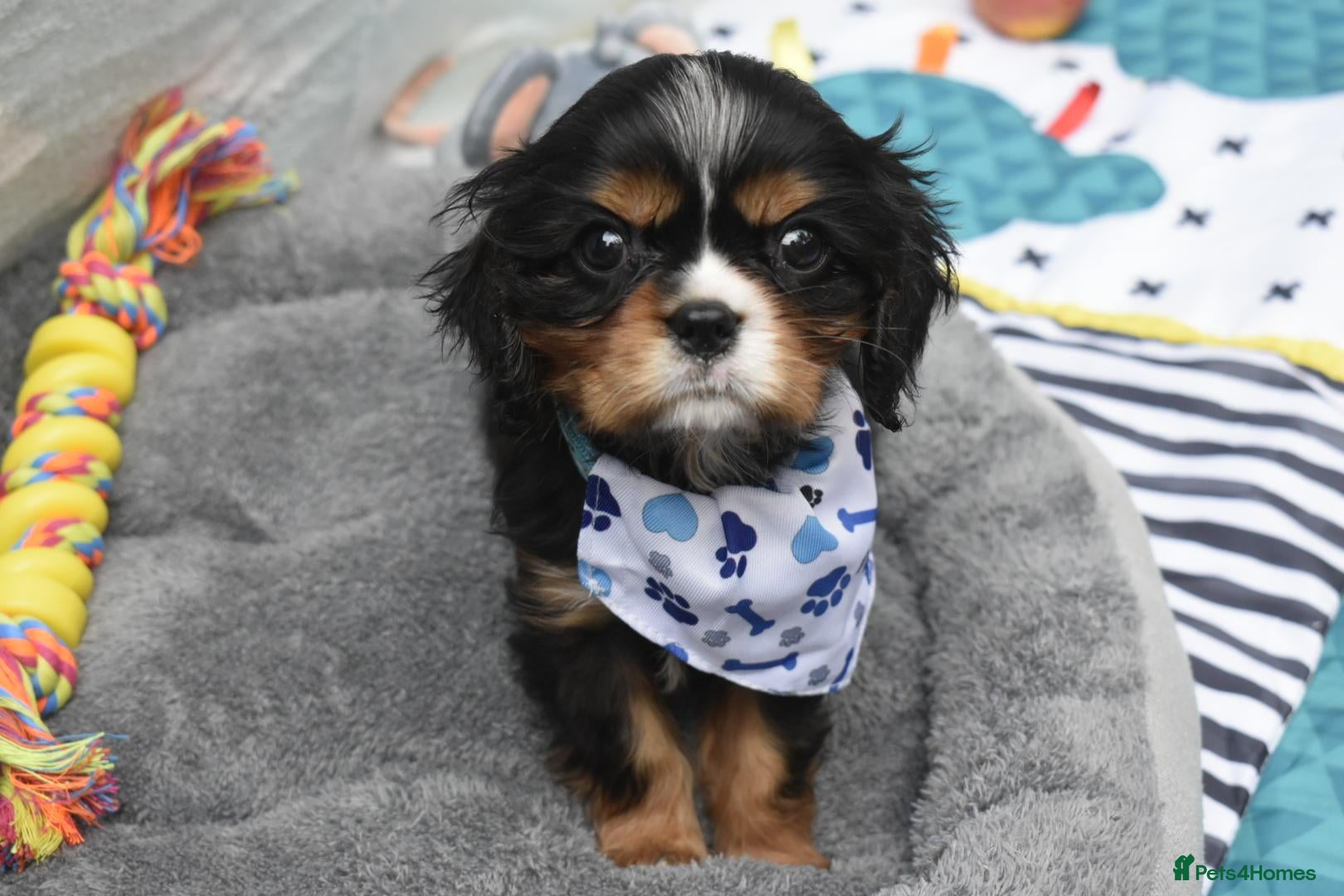 Cavalier King Charles Spaniel dogs for sale: Health Tested- Cavalier King Charles Spaniel - Advert 17