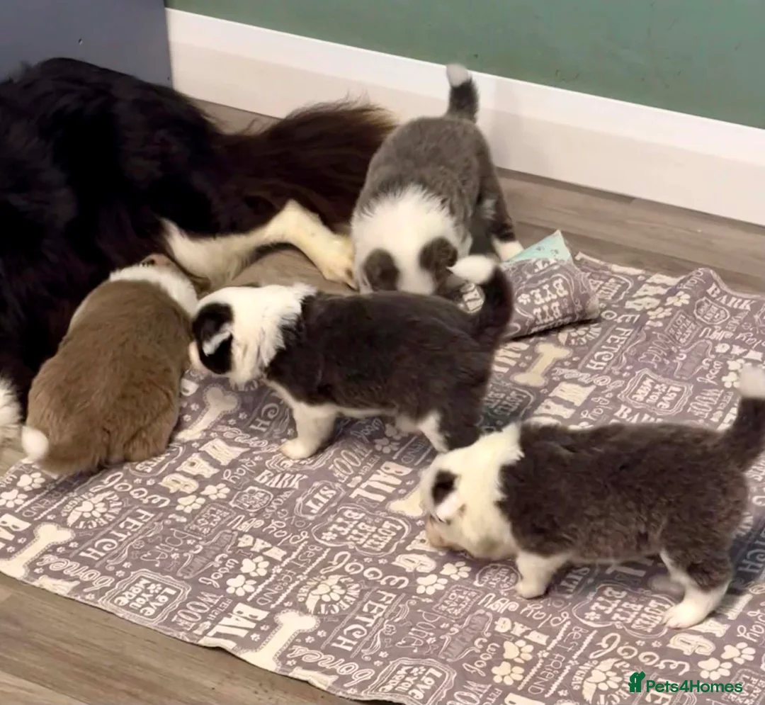 Border Collie dogs for sale: Outstanding Border Collie Puppies - Advert 1