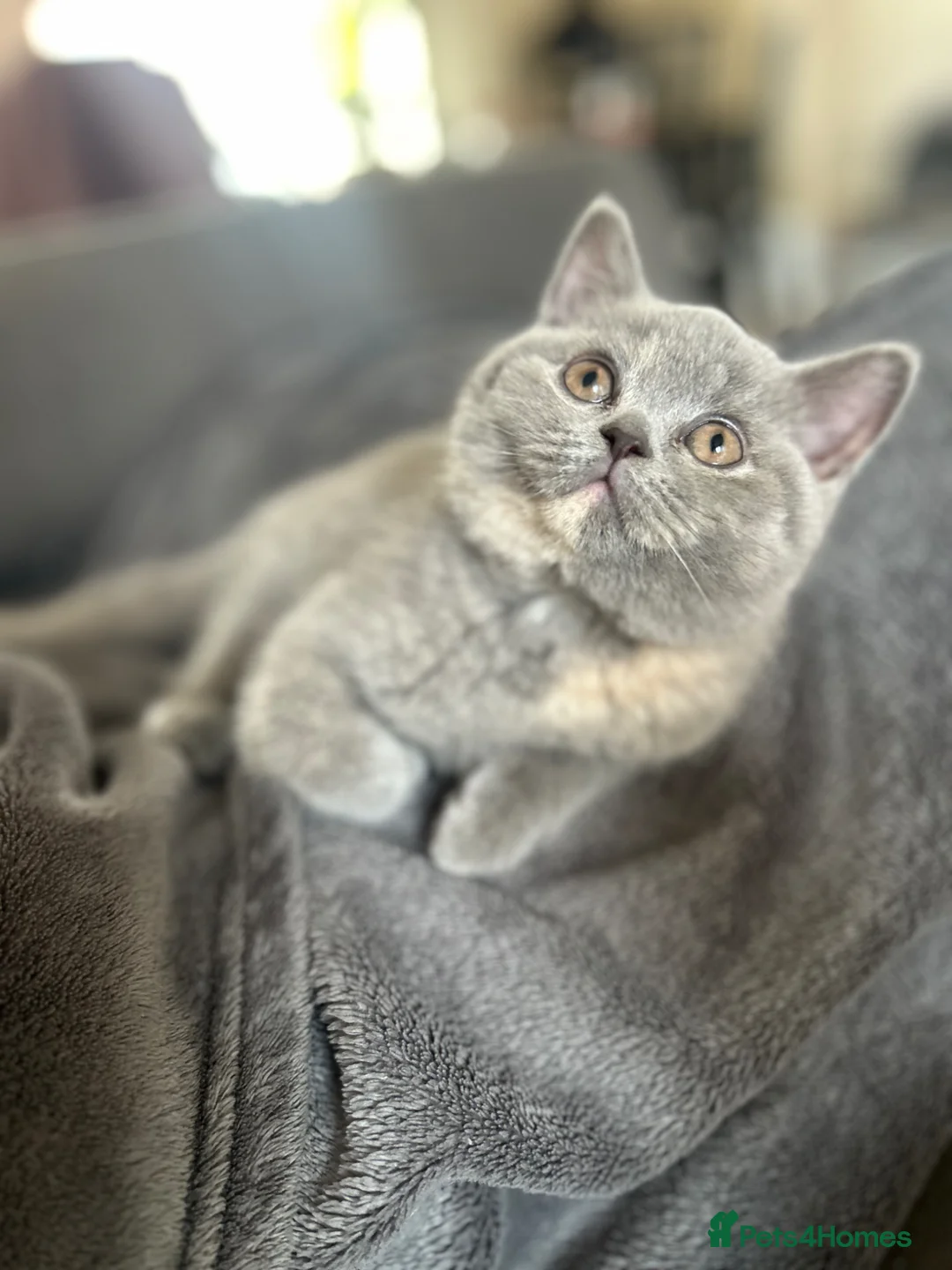 British Shorthair cats for sale: Pedigree British Shorthair Kittens (READY) - Advert 2