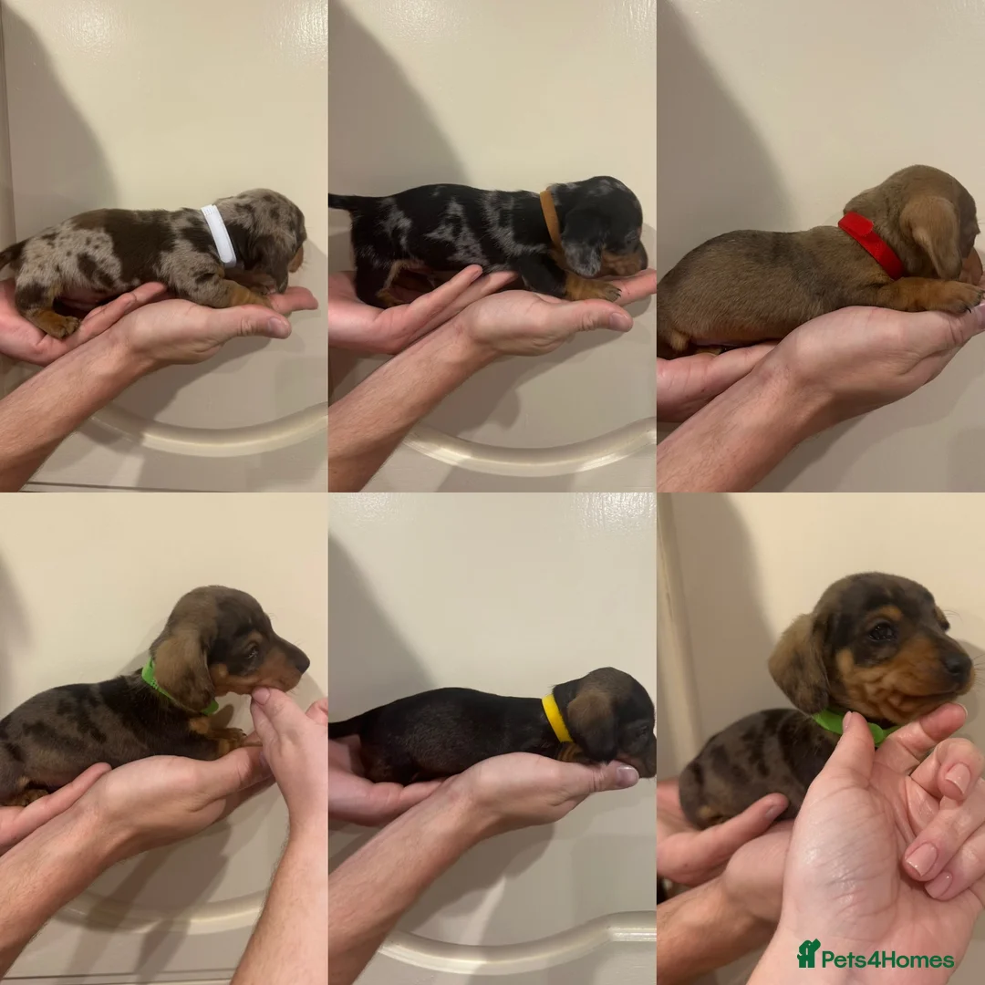 Miniature Dachshund dogs for sale: Miniature Dashounds Dapple  in Larkhall - Advert 1