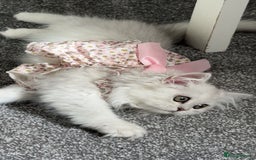 Persian cats for sale: Princess LOLA 💞 - Image 2