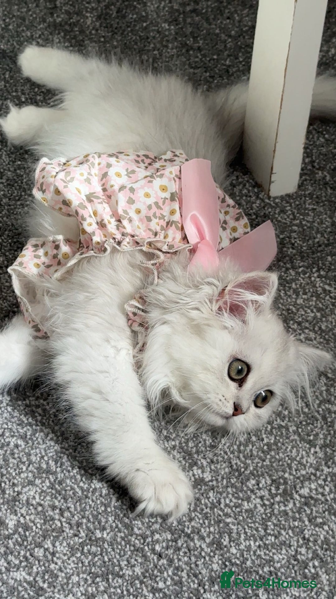 Persian cats for sale: Princess LOLA 💞 - Image 2