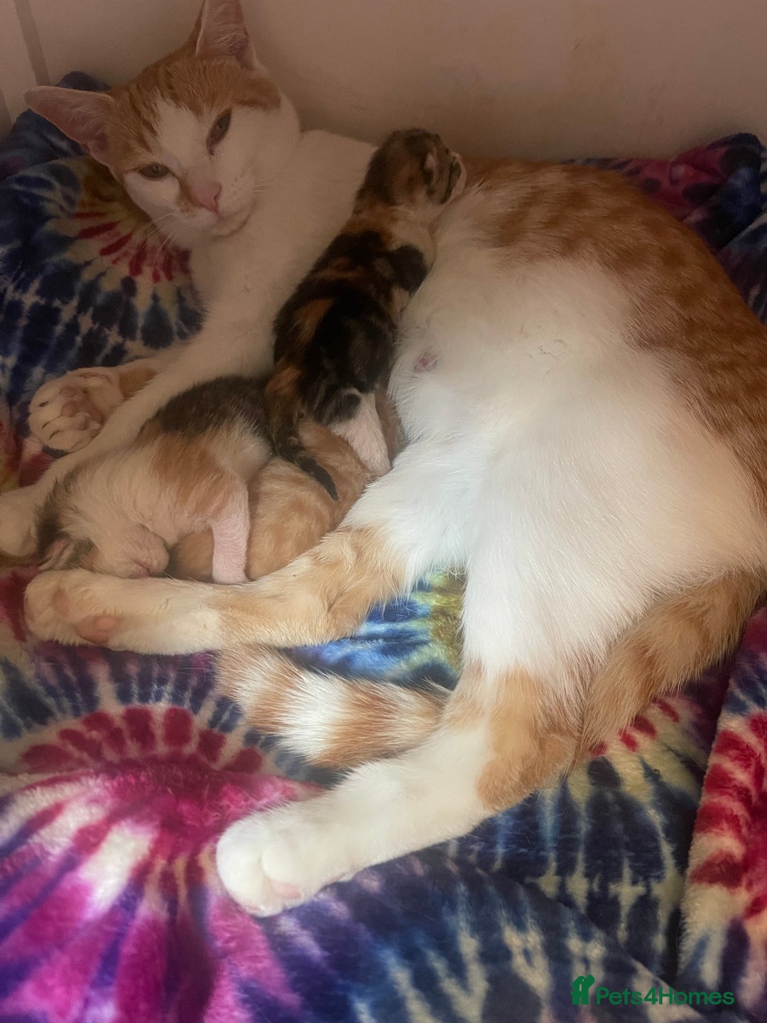 Domestic Shorthair cats for sale: One ginger boy and two tortoiseshell girls  - Image 3