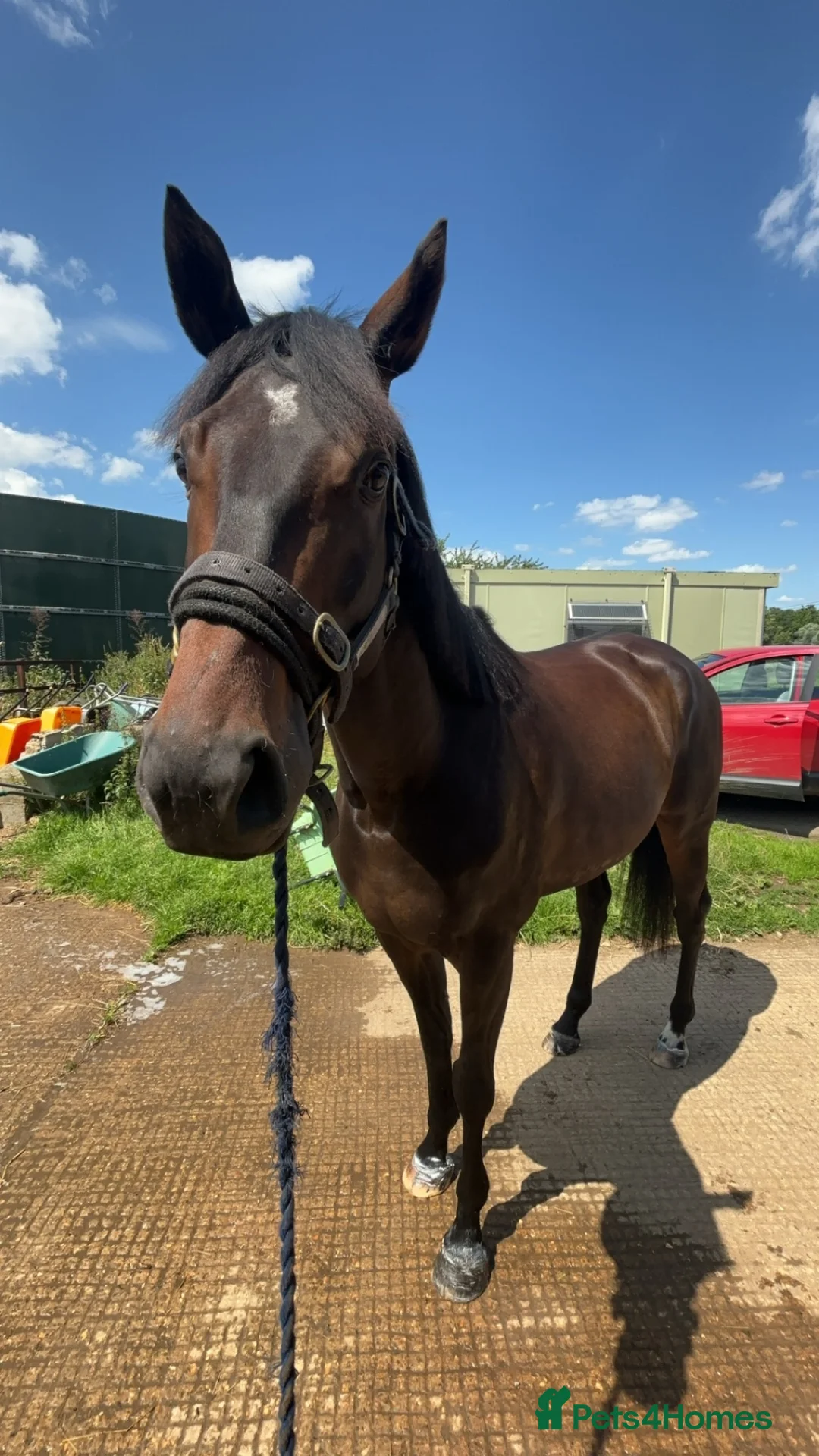 English Thoroughbred horses for sale: Companion for sale/full loan - Advert 2