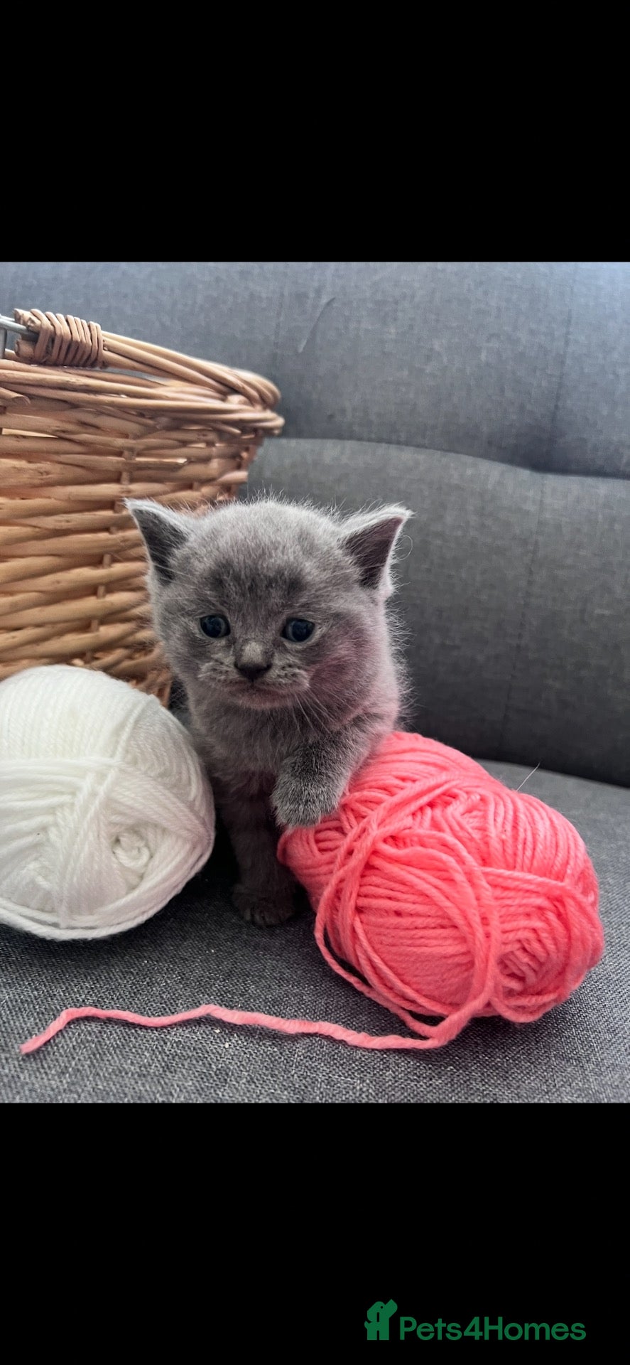 British Shorthair cats 🐾 4 BSH Kittens – White, Blue & Golden 🤍🩵💛 - Advert 2