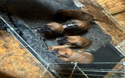 Boxer dogs for sale: 5 male boxer pups  - Image 4