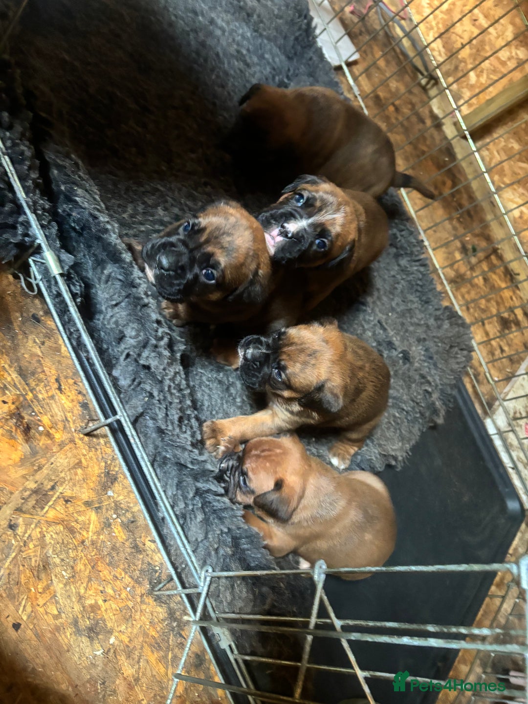 Boxer dogs for sale: 5 male boxer pups  - Image 4