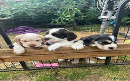 Cocker Spaniel dogs for sale: Beautiful Show Cocker Spaniels - Image 2