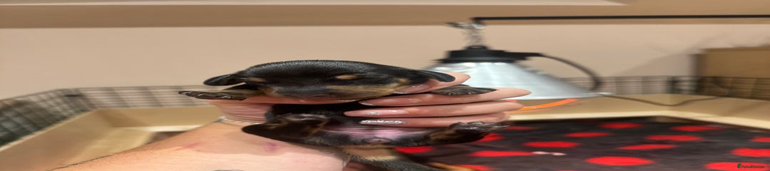Black & Tan girl