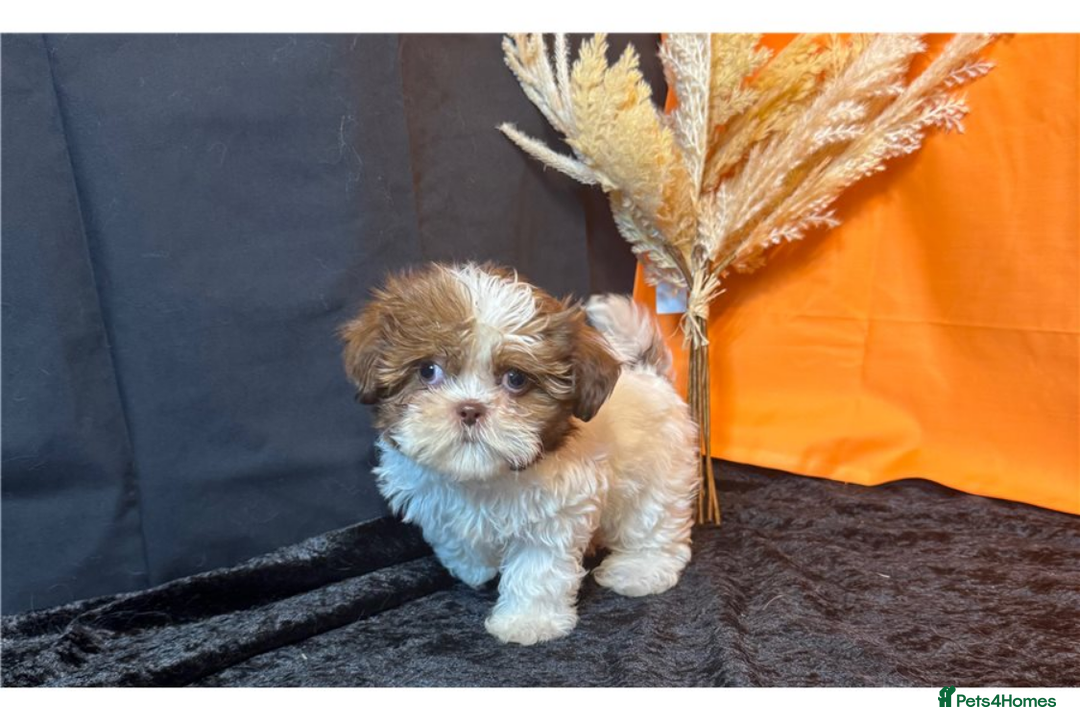 Shih Tzu dogs for sale: Adorable Shih Tzu Puppies – Ready for Loving Homes - Image 2