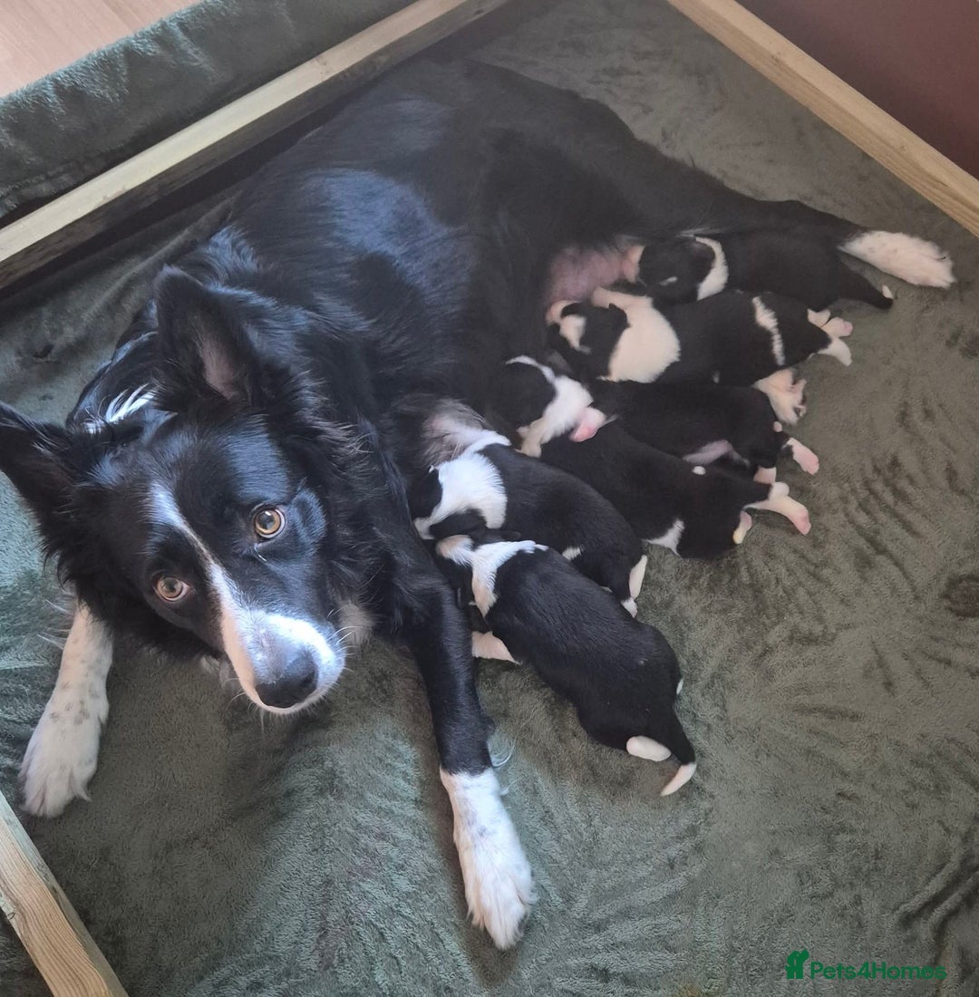Border Collie dogs for sale: Border collie puppies  - Advert 11