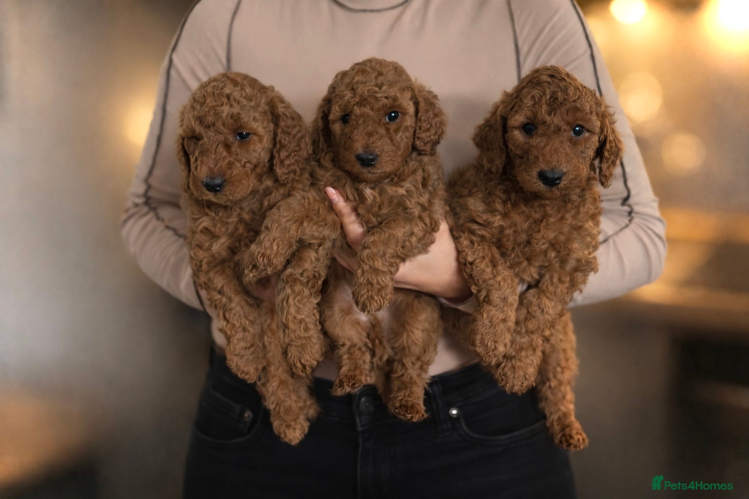 Labradoodle dogs Stunning Red Labradoodles Health Tested Parents  - Advert 1