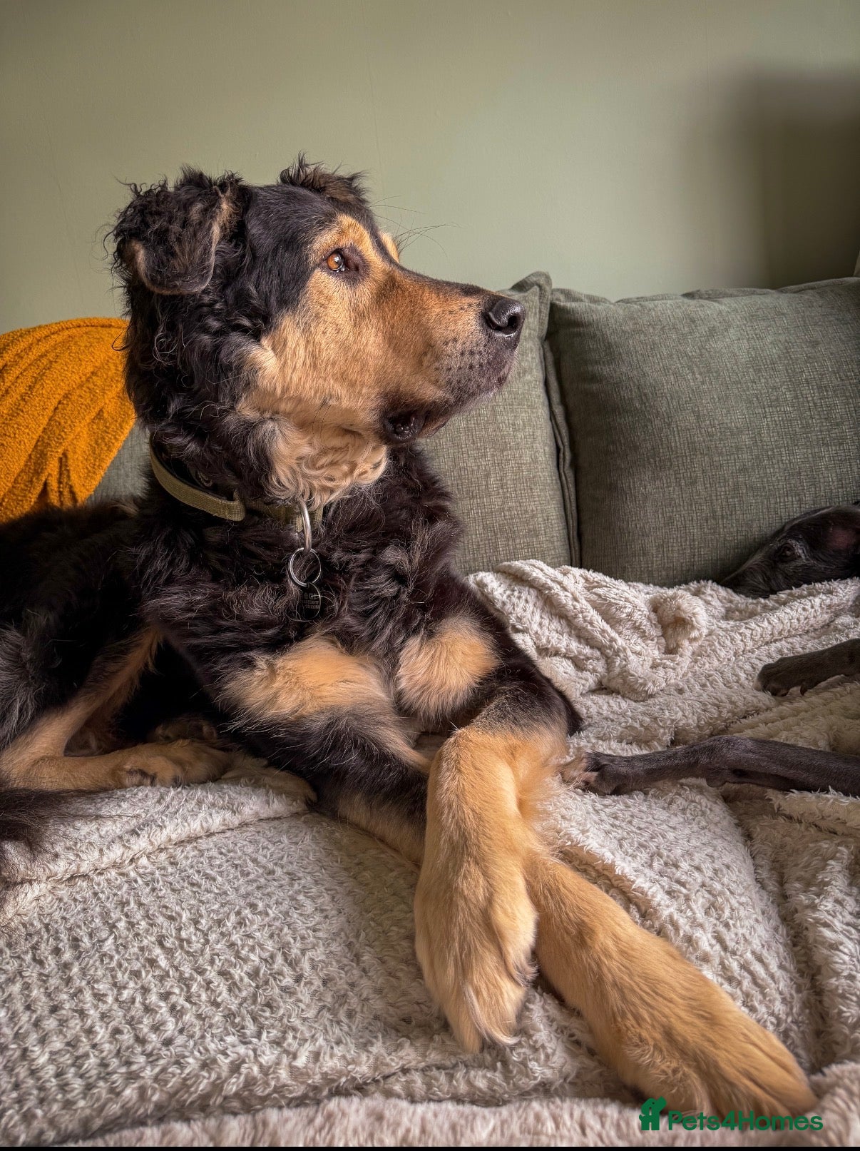 Mixed Breed dogs  Bear  - Advert 18