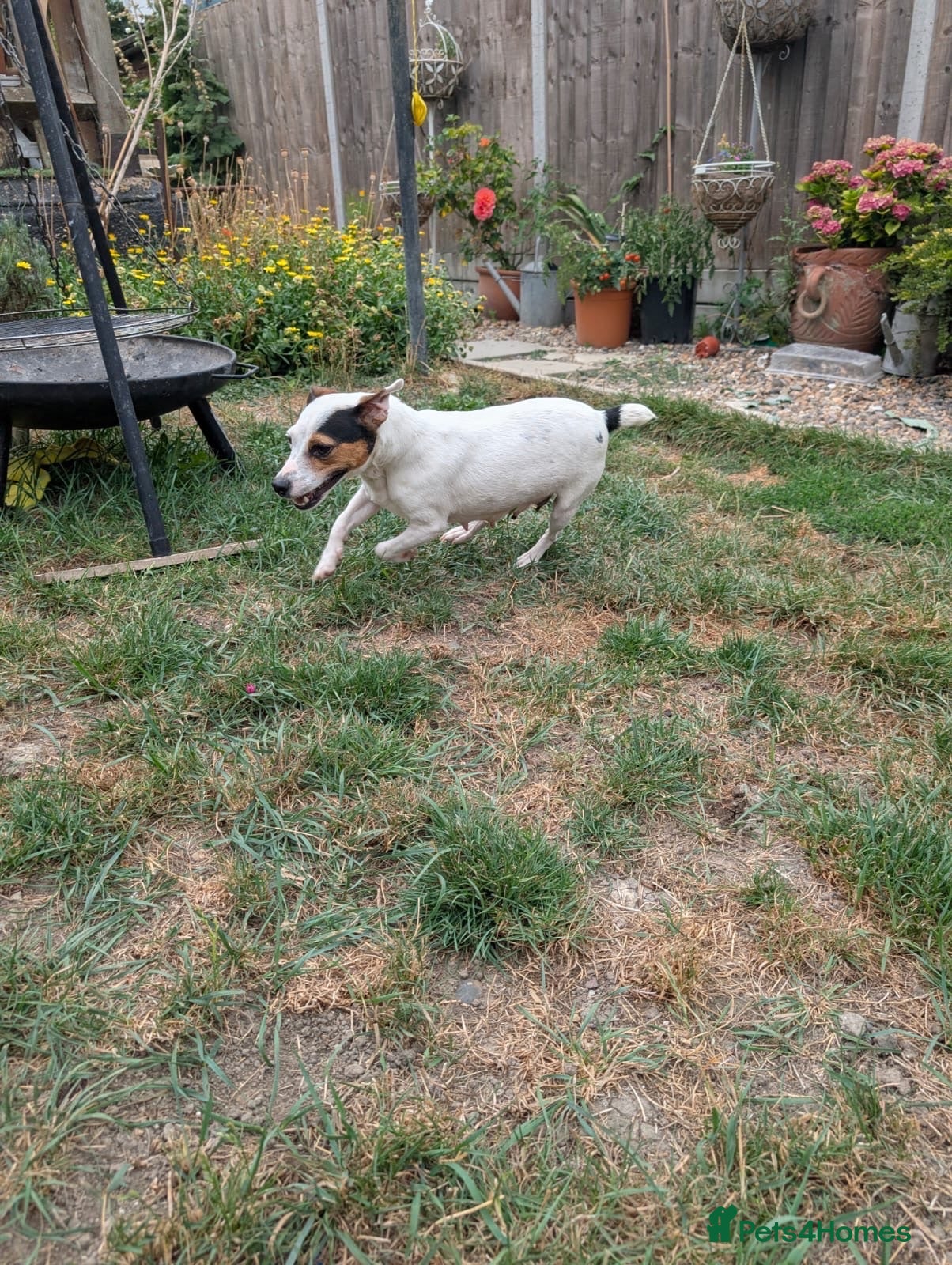 Jack Russell dogs Beautiful Jack Russell Puppies for sale 💙🐶🐾 - Advert 2