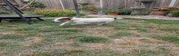 Jack Russell dogs for sale: Beautiful Jack Russell Puppies for sale 💙🐶🐾 - Advert 2