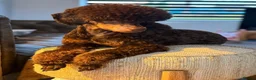 Cockapoo dogs for sale: Rare chocolate and tan pointed cockapoos - Advert 10