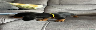 Miniature Dachshund Puppy 3