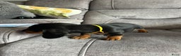 Miniature Dachshund dogs for sale: Cute Miniature Dachshund Puppies - Advert 6