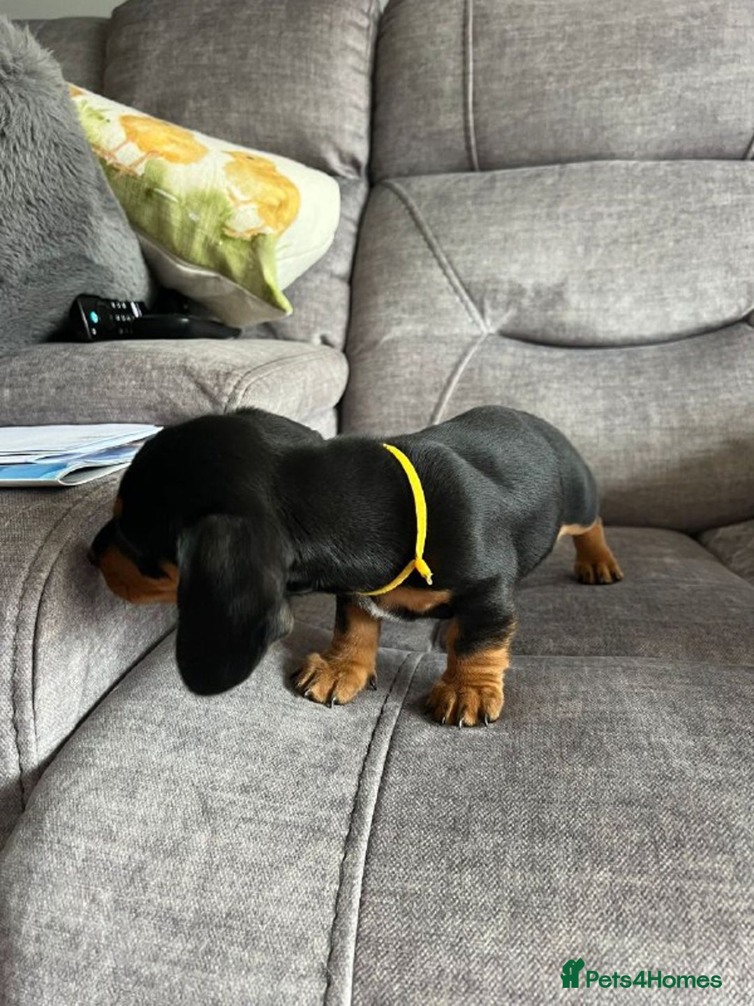 Miniature Dachshund dogs for sale: Cute Miniature Dachshund Puppies - Advert 6