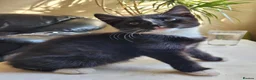Mixed Breed cats for sale: Little Princess is looking for new home - Advert 4