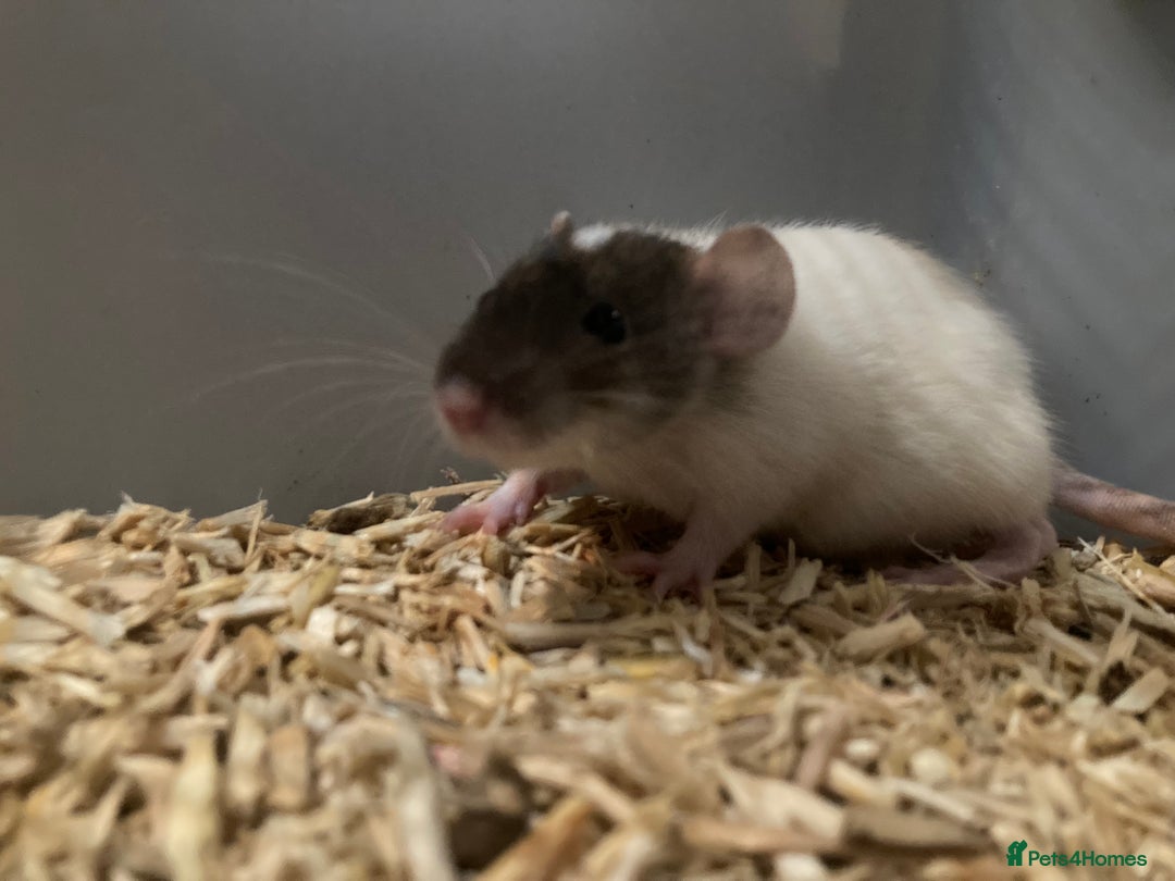 Rat rodents for sale: Rats for sale Hull - Advert 5