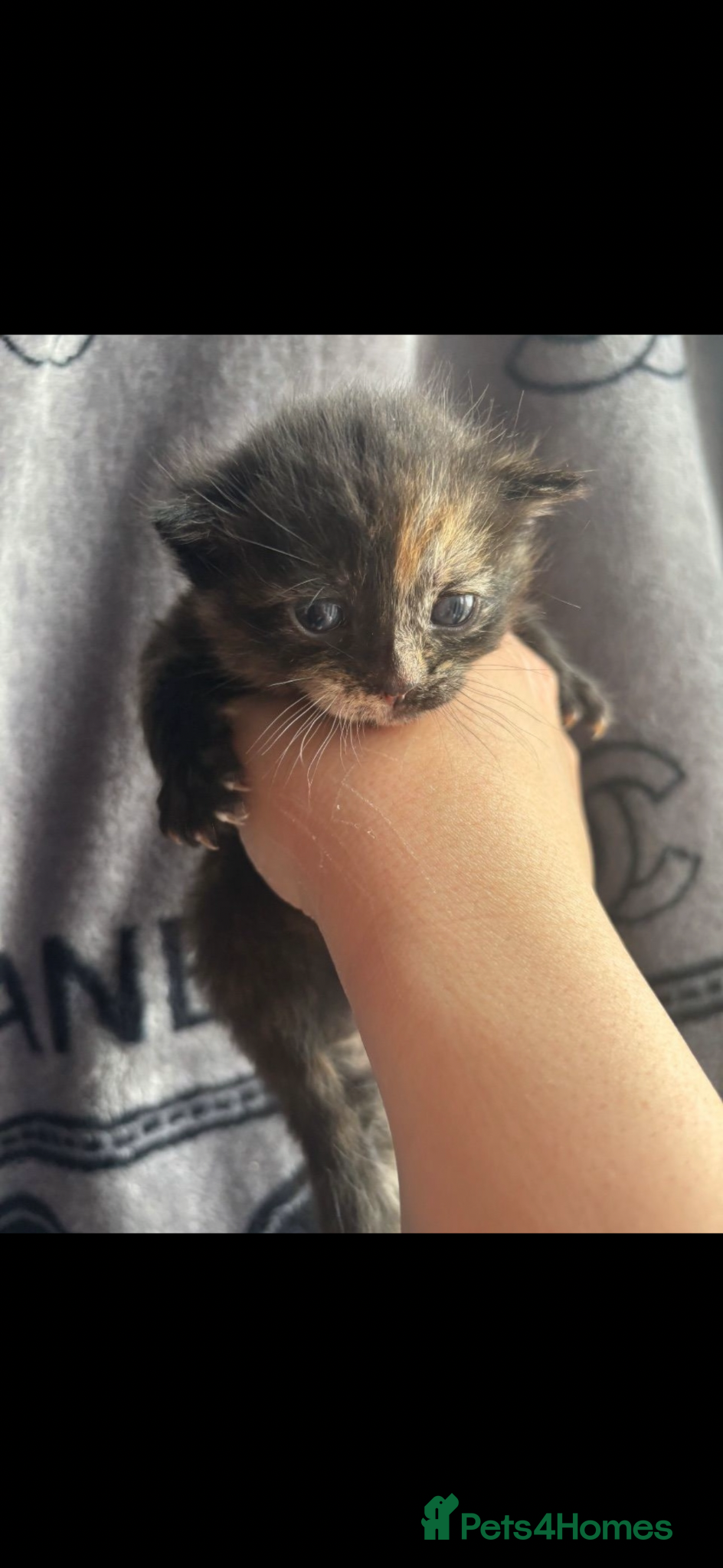 Mixed Breed cats for sale: 8 week old kittens  - Advert 4