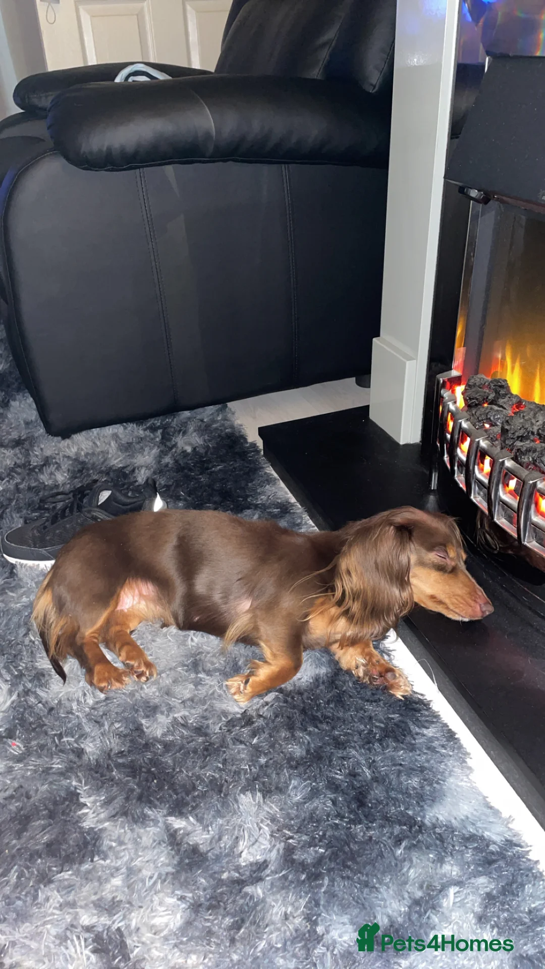 Dachshund dogs for sale: Rehoming our beautiful betty - Advert 2