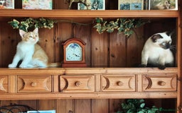 Mixed Breed cats for sale: Beautiful part siamese kittens  - Image 7