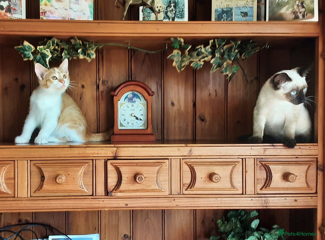 Mixed Breed cats for sale: Beautiful part siamese kittens  - Image 7