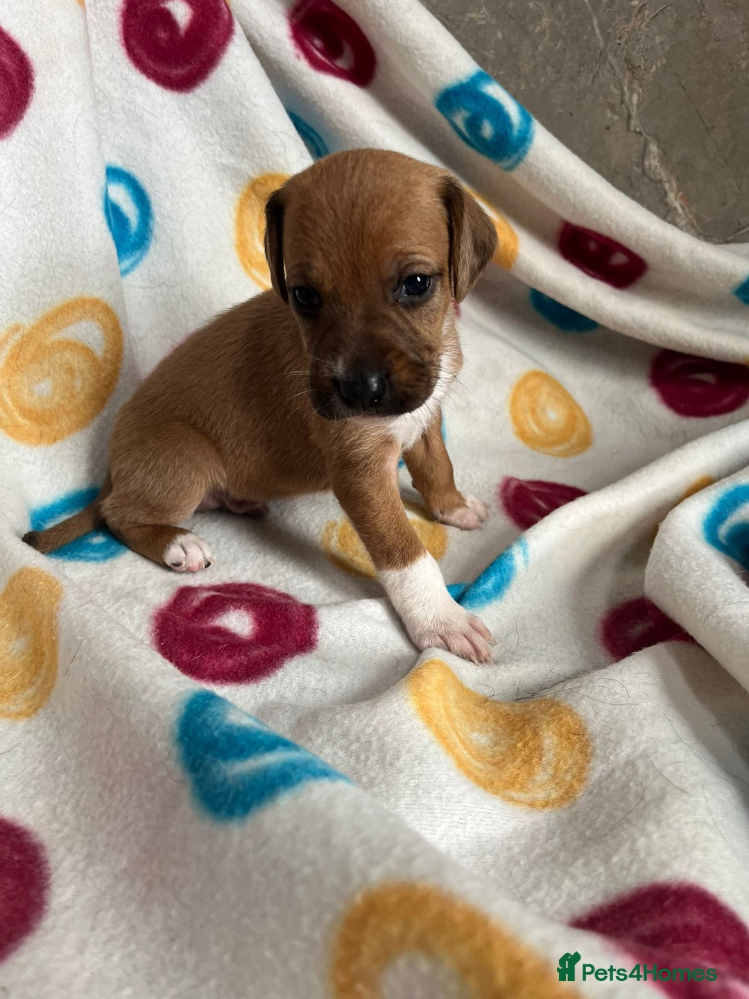 English Setter dogs for adoption: Setter x Pups (Rina's Puppies) - Image 20