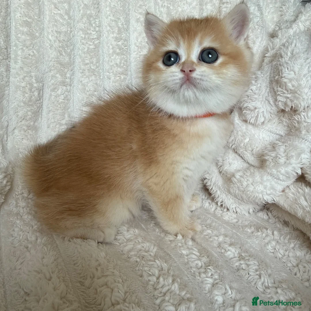 British Shorthair cats for sale: 🧡Exceptional golden British shorthairs 🧡 - Advert 16