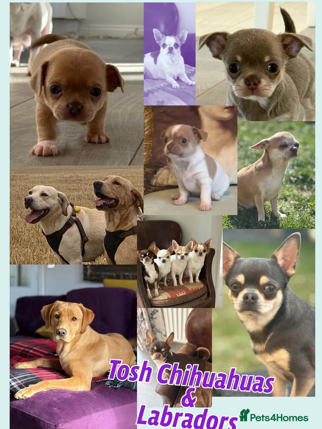 Chihuahua dogs for sale: 🎉BORN 25/12/25🎉. LAST BOY READY 13/03/26 💛💛💛 - Advert 18