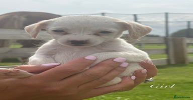 Jack Russell dogs - Advert 12