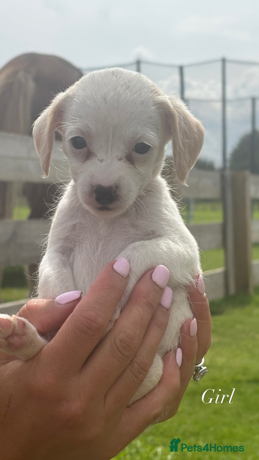 Jack Russell dogs for sale: Jack Russell puppy’s🩷💙 - Image 4
