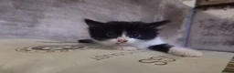 Mixed Breed cats for sale: Friendly Farm Kittens  - Advert 1