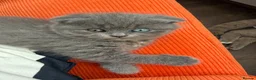 Scottish Fold cats for sale: Unique blue and odd eye kittens - Advert 4