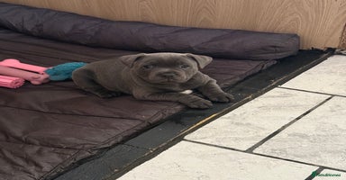 Staffordshire Bull Terrier dogs - Advert 5