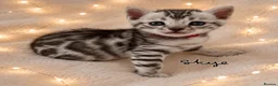 Bengal cats for sale: 🎬 Little Leopard Diaries | TICA BENGAL KITTENS 💎 - Advert 4