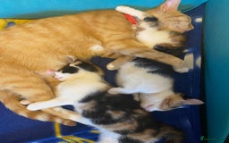Mixed Breed cats for sale: Female kittens 💕  - Image 4