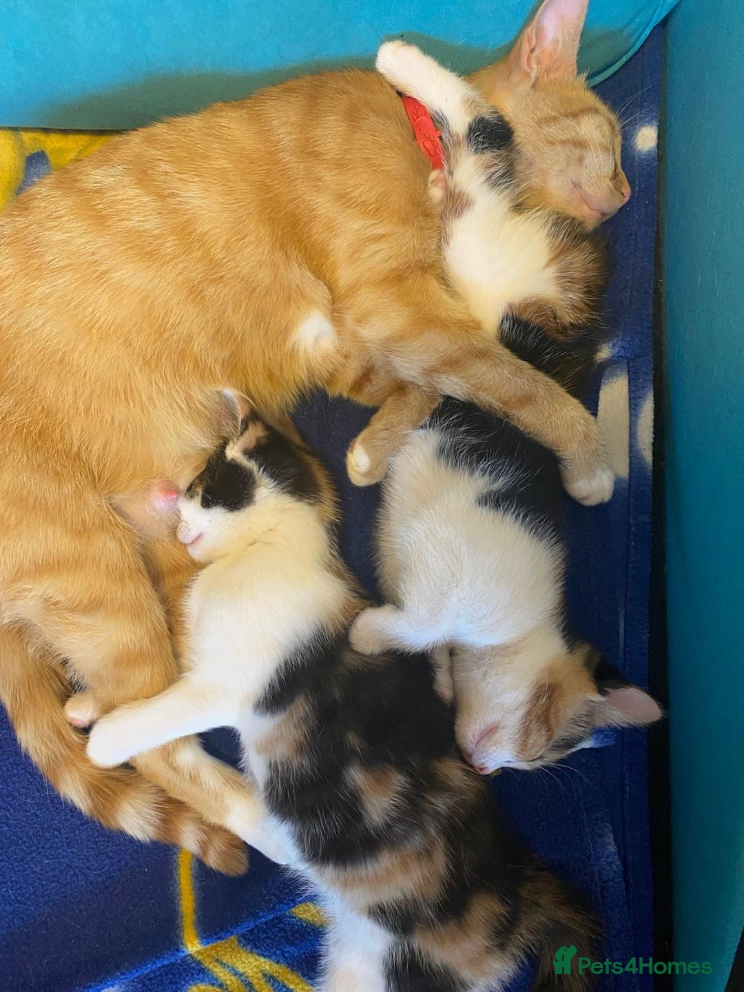 Mixed Breed cats for sale: Female kittens 💕  - Image 4