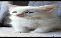 Ragdoll cats for sale: Stunning Ragdoll kittens super affectionate  - Image 22