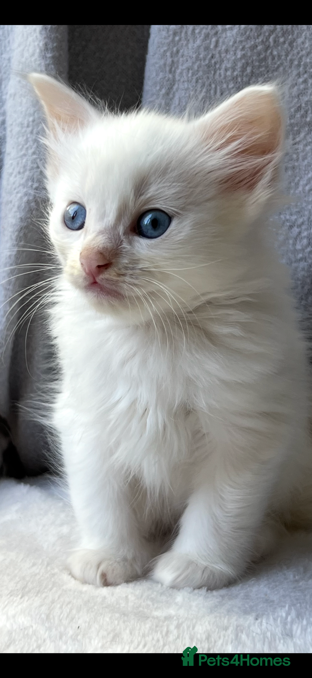 Ragdoll cats for sale: Stunning Ragdoll kittens super affectionate  - Image 22