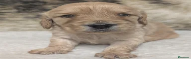 Cockapoo 1