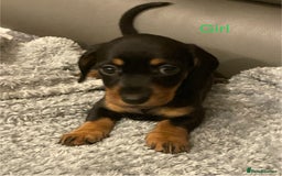 Miniature Dachshund dogs for sale: Roxy has had 6 Miniture dachshunds  - Image 6