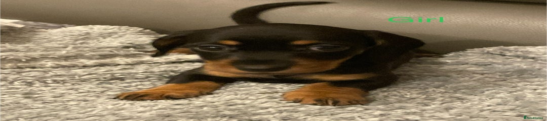 Miniature Dachshund Puppy 5