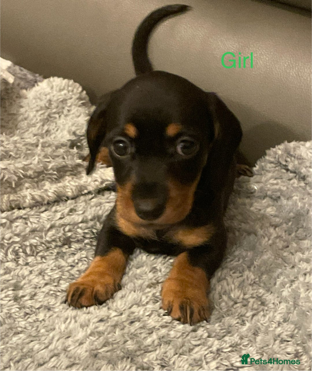 Miniature Dachshund dogs for sale: Roxy has had 6 Miniture dachshunds  - Image 6