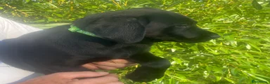 Labrador Retriever 2