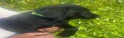 Labrador Retriever dogs for sale: KC Registered Black Labrador puppies  - Advert 6