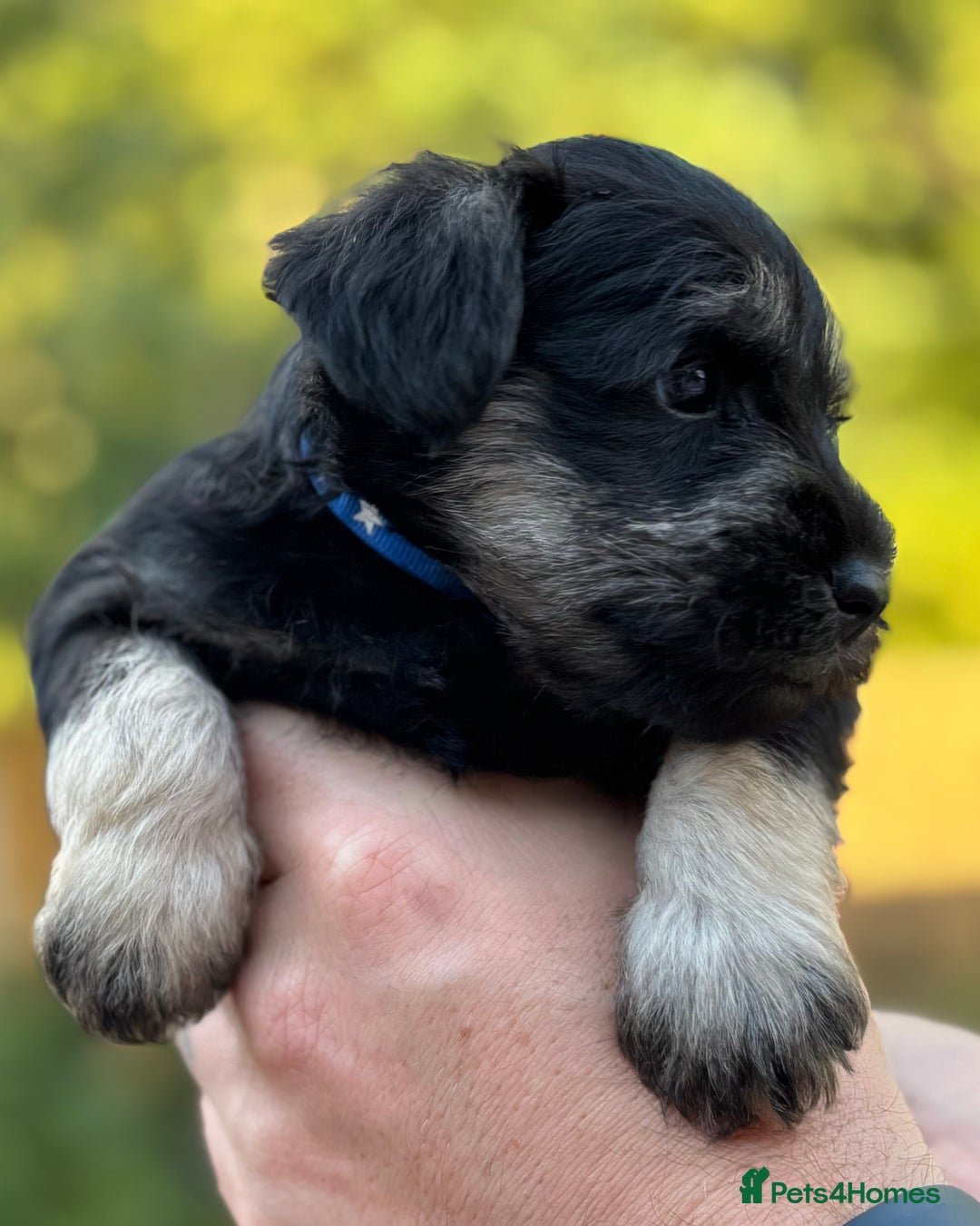 Miniature Schnauzer dogs for sale: Adorable KC registered Miniature Schnauzers - Image 24