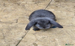 Continental Giant rabbits for sale: Giant french lops - Advert 10